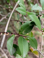 Eurya japonica