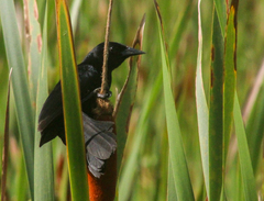 Agelasticus cyanopus