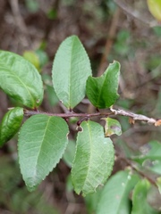 Eurya japonica