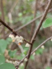 Eurya japonica