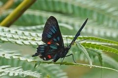 Ancyluris tedea