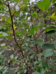 Eurya japonica