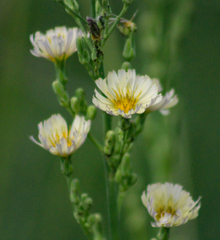 Lactuca indica