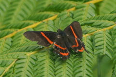 Ancyluris tedea