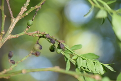 Zanthoxylum