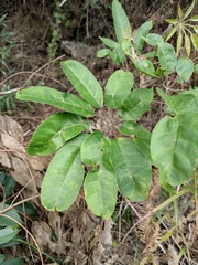 Heptapleurum heptaphyllum