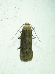 Blastobasinae