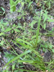 Rhynchospora corniculata