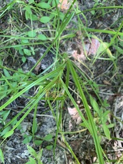 Rhynchospora corniculata