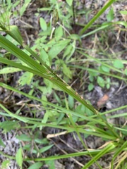 Rhynchospora corniculata