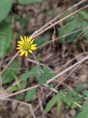 Chrysanthemum indicum