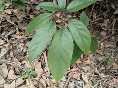 Heptapleurum heptaphyllum