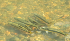 Catostomus occidentalis