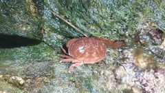 Atergatis integerrimus