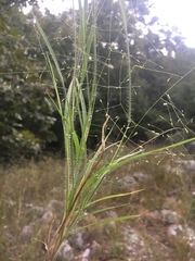 Panicum philadelphicum