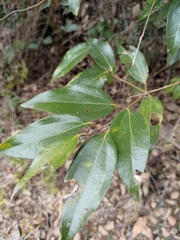 Cinnamomum burmanni