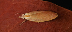 Wingia hesperidella