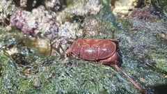 Atergatis integerrimus
