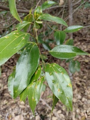 Cinnamomum burmanni