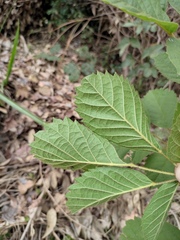 Handroanthus chrysanthus