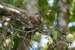 Zanthoxylum