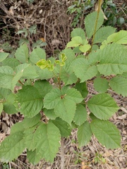 Handroanthus chrysanthus