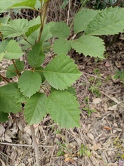 Handroanthus chrysanthus
