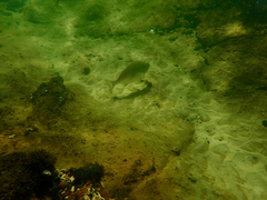 Acanthopagrus butcheri