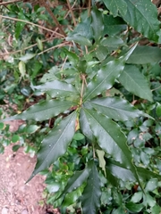 Pittosporum illicioides
