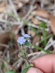 Bothriospermum zeylanicum