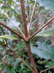 Pittosporum illicioides