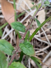 Bothriospermum zeylanicum