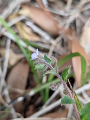 Bothriospermum zeylanicum