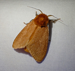 Comana albibasis