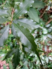 Pittosporum illicioides