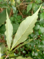 Pittosporum illicioides