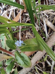Bothriospermum zeylanicum