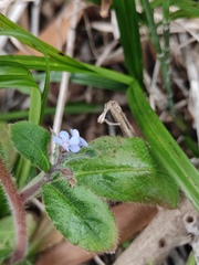 Bothriospermum zeylanicum
