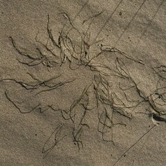 Equisetum scirpoides