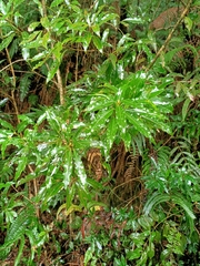 Litsea acuminata
