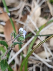 Bothriospermum zeylanicum