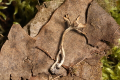 Thelephora anthocephala