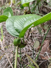 Smilax riparia