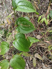 Smilax riparia