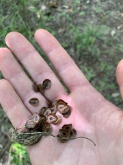Asclepias perennis