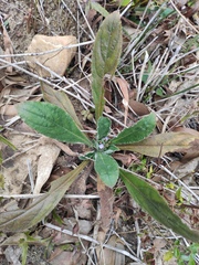 Thyrocarpus sampsonii