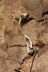 Thelephora anthocephala