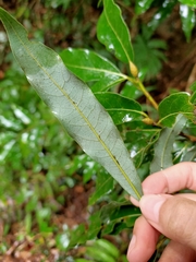 Litsea acuminata