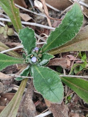 Thyrocarpus sampsonii