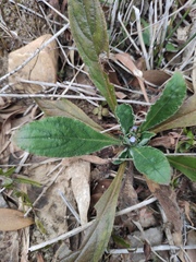 Thyrocarpus sampsonii